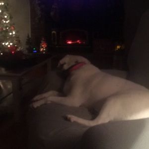 Meet your Posher, George